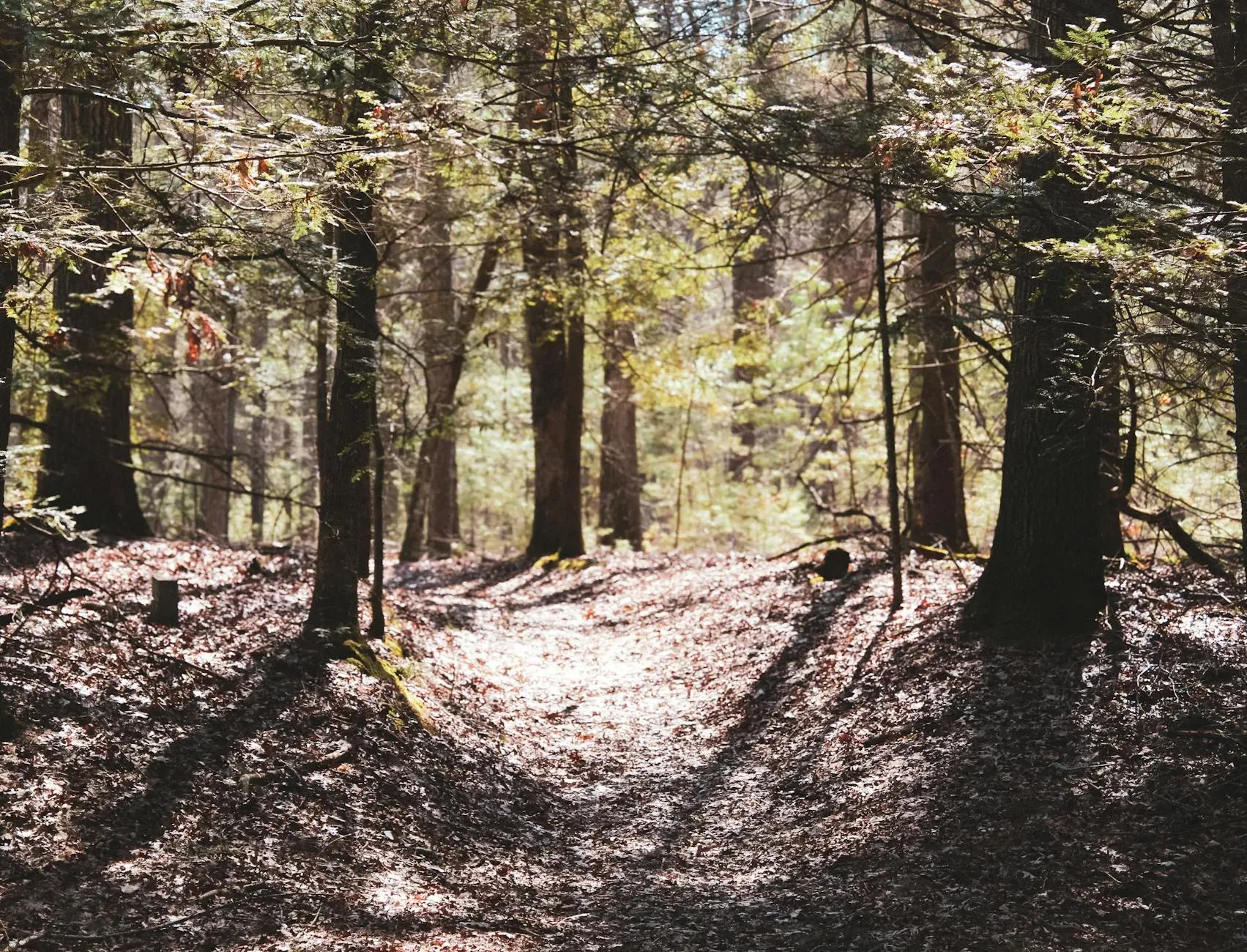 Ananda Vrati - Quest Center — The center is situated in a tranquil area surrounded by forests, meadows, and walking trails. This natural landscape provides a peaceful backdrop, encouraging outdoor exploration and quiet reflection.