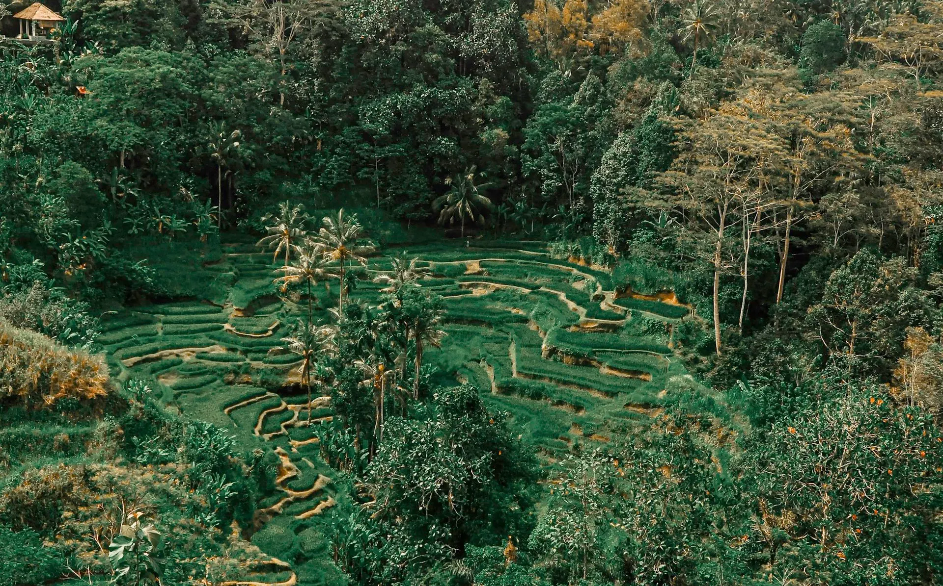 De Moksha Resort — The resort is situated in a picturesque part of Bali, enveloped by the serene beauty of traditional Balinese villages, expansive rice fields, and dense forests. This creates an atmosphere of peaceful seclusion, offering an authentic glimpse into the island's natural and cultural landscape.