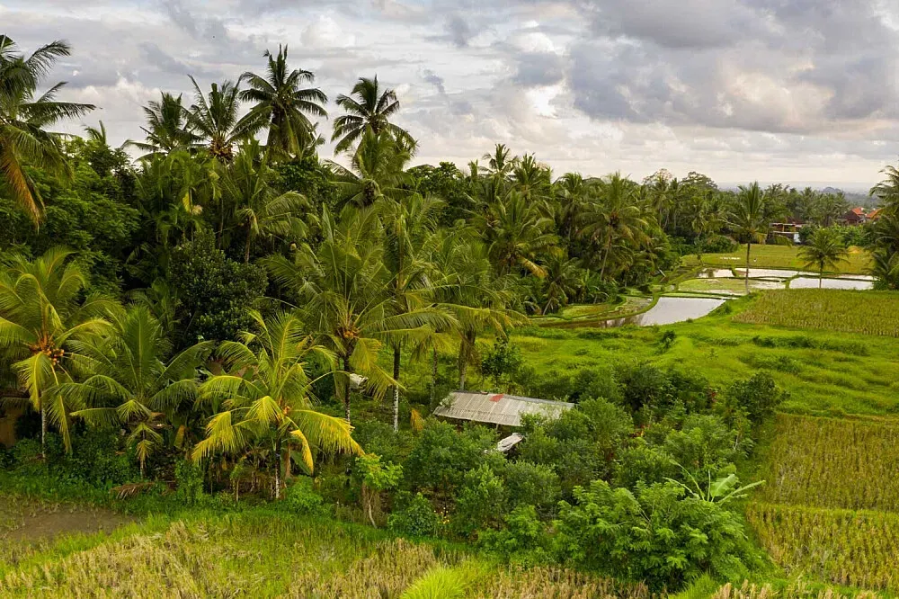 Dragonfly Village — Dragonfly Village is set amidst the breathtaking rice fields of Ubud, Bali. The atmosphere is one of profound serenity, enhanced by lush gardens, quiet pathways, and panoramic views of the paddies. It's a car-free environment, ensuring a peaceful and undisturbed retreat experience where nature's sounds prevail.
