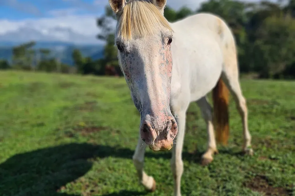 Finca Soley — Located in the remote Tucurrique District, Finca Soley is surrounded by natural beauty, offering a secluded and tranquil environment. The journey to the center is part of the experience, leading to a profound sense of escape and immersion in the Costa Rican landscape.