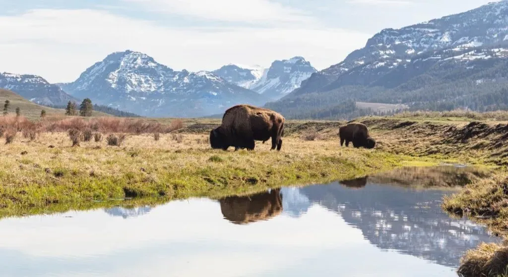 Great Geyser Adventures — This adventure begins in Cody, Wyoming, a charming town situated just outside Yellowstone National Park's East Gate Entrance. The landscape is defined by the rugged beauty of the American West, offering unparalleled access to the natural wonders and abundant wildlife of Yellowstone, America's first National Park.