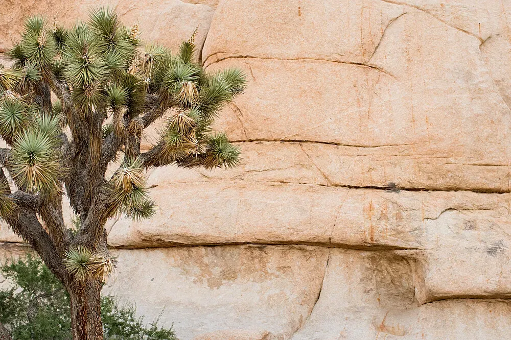 Joshua Tree National Park — Joshua Tree National Park offers a dramatic desert landscape characterized by its namesake trees, unique rock formations, and vast open spaces. The atmosphere is one of profound tranquility and natural grandeur, especially as day transitions to night, revealing an incredibly clear, star-filled sky. Cottonwood Campgrounds, in particular, are noted for their exceptional stargazing opportunities.
