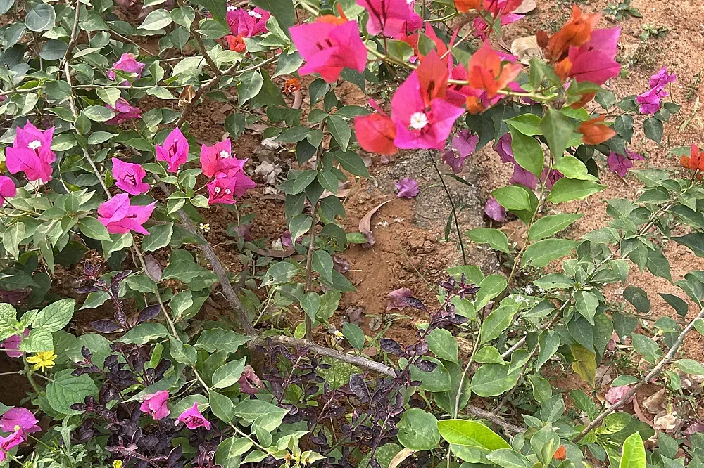Lotus Eco Resort — The resort is situated in India, likely in a natural setting given its 'Eco Resort' designation, suggesting a peaceful environment conducive to relaxation and introspection. While specific landscape details are not provided, the name implies a connection to natural beauty and a focus on ecological principles.