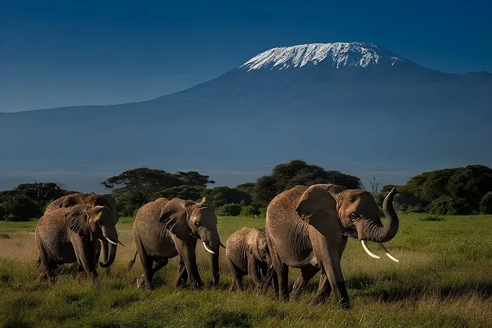 Mount Kenya National Park