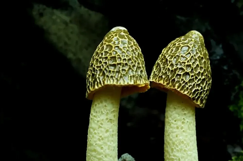 Mycosomatic Magic - Lake Atitlán