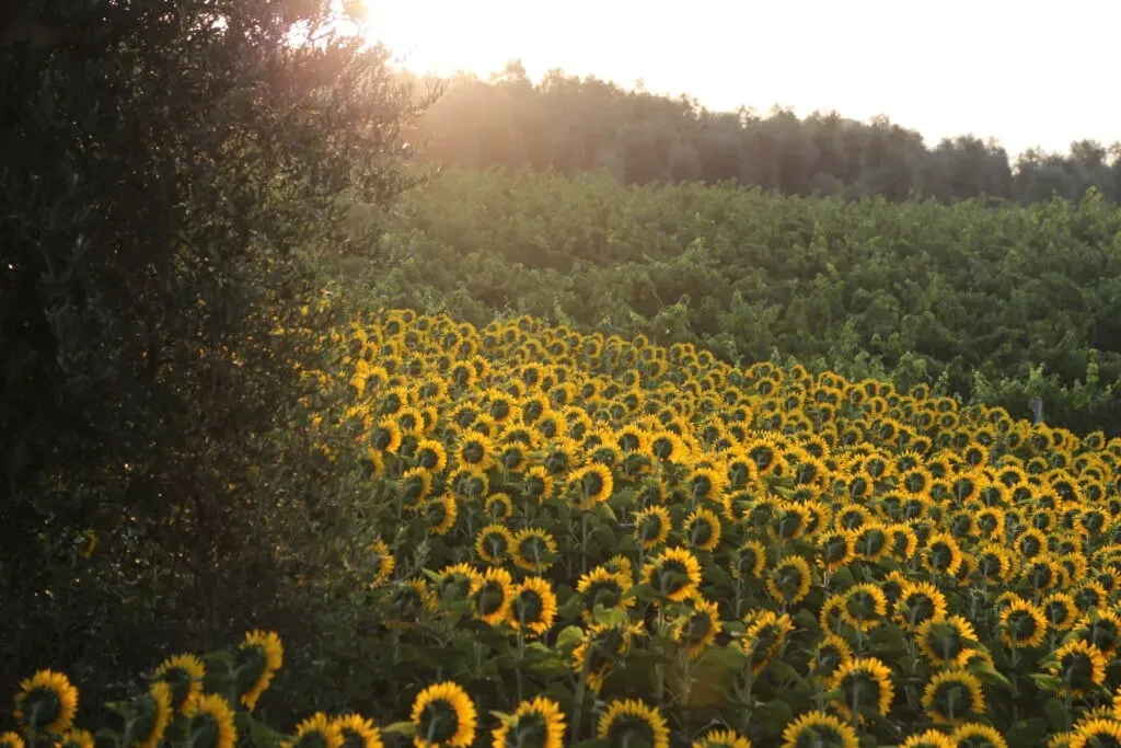 Oasi Sorgente — The center is situated in the picturesque Umbrian countryside, surrounded by olive groves, fruit orchards, and a vegetable garden. The natural beauty of the region provides a serene backdrop for relaxation and outdoor activities, with ample hiking trails and opportunities for stargazing.