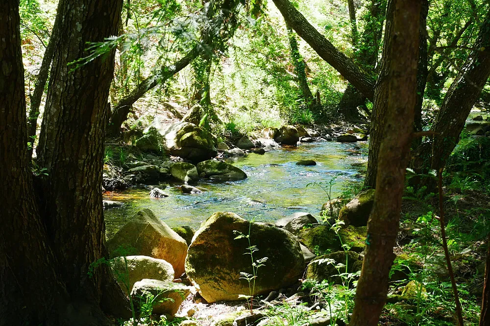 Serra Vida — The center describes itself as a "nature abundant Place of Presence," suggesting a tranquil environment where natural beauty is a key part of the experience. While the exact location is not specified, the emphasis on nature implies a setting conducive to relaxation and introspection, likely away from urban hustle.