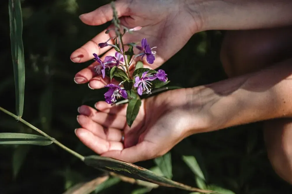 Shambhala Ranch Ecological Retreat — The retreat is situated in the picturesque rolling hills and ancient Redwood forests of Northern California. The atmosphere is one of profound tranquility, designed to help visitors feel at ease and connected to the natural world.
