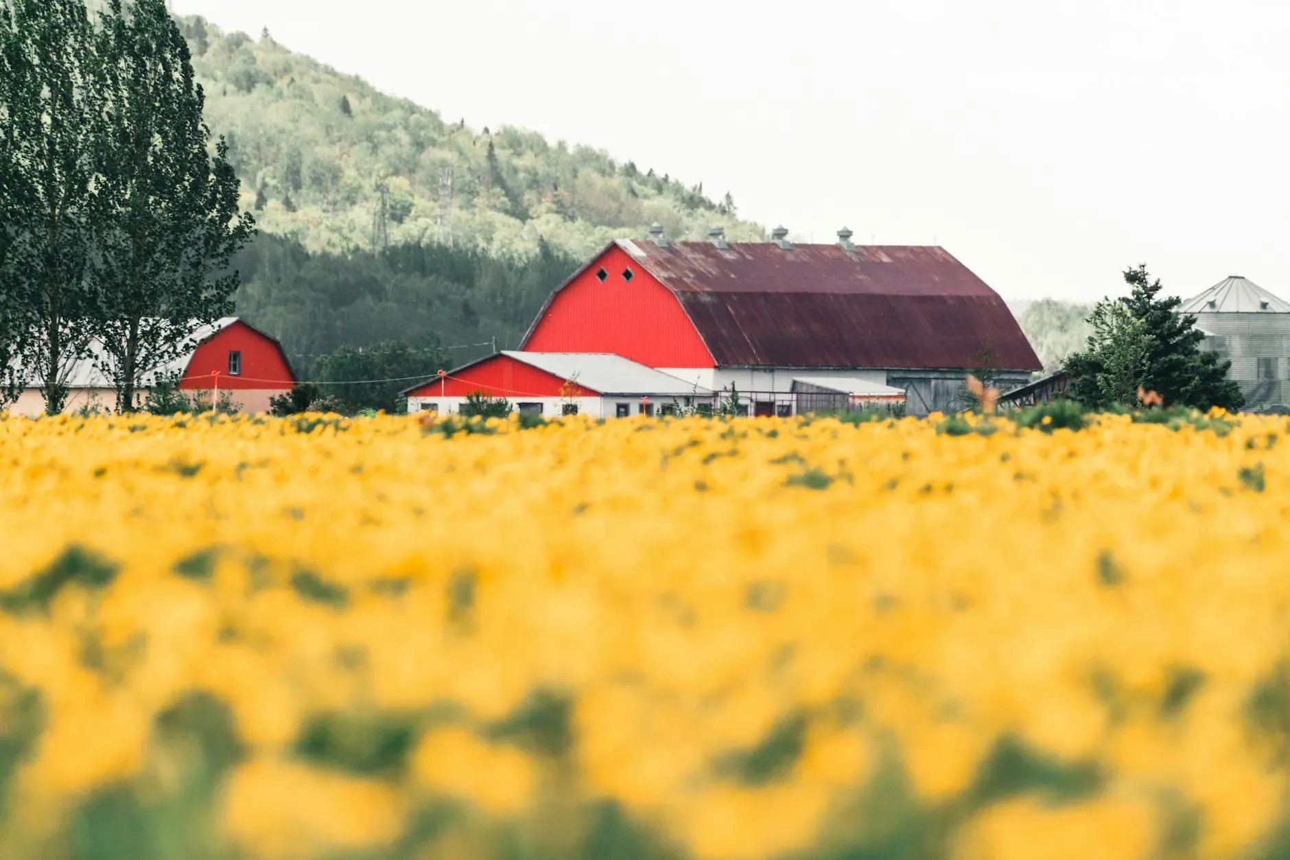 Upper Humber Settlement — Located within the historic farming community of Cormack, the Upper Humber Settlement is set on a six-acre property. The atmosphere is one of rural tranquility, emphasizing self-sufficiency and a connection to the natural environment of Newfoundland.