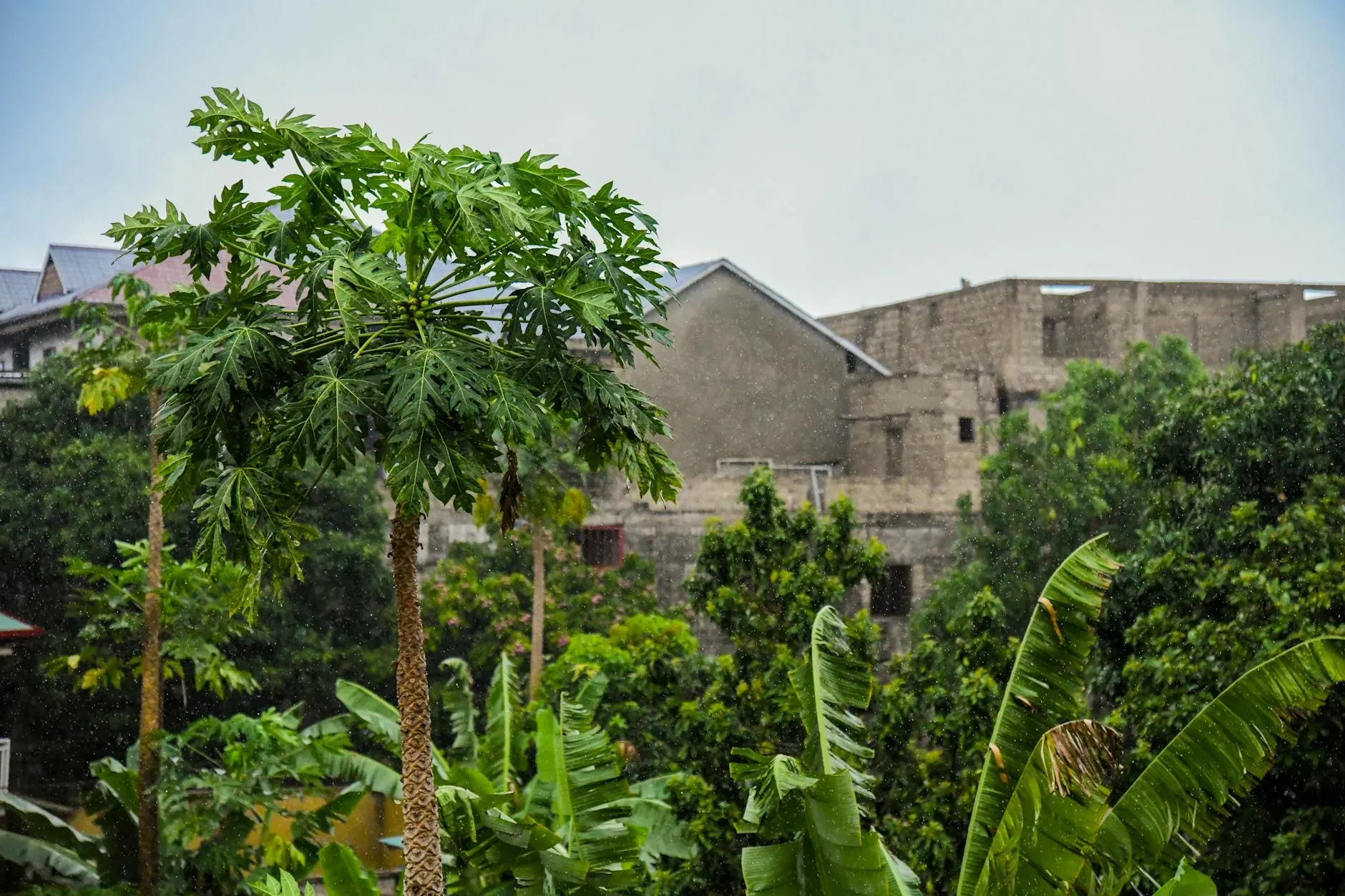 Monastere Bouddhbiste Lihn Son — Located in Kinshasa, the capital city of the Democratic Republic of Congo.