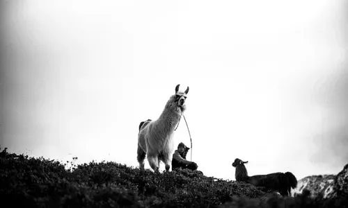 Alpakaretreat Serfaus