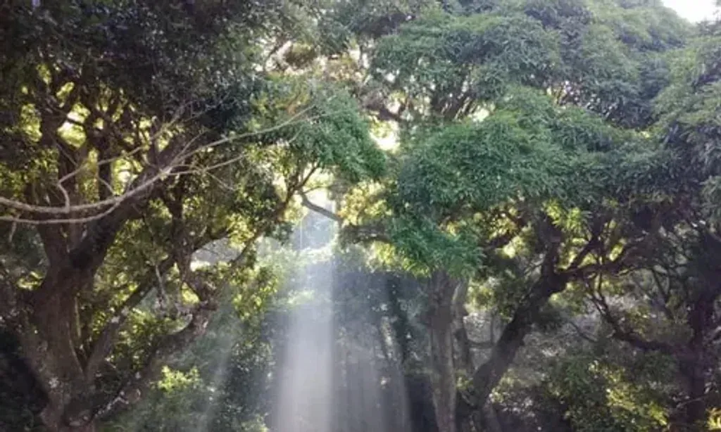 Anahata Mauritius