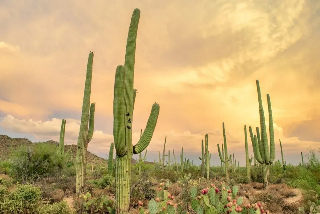 Anne McPhilomy — The retreat is set in the scenic desert landscape of Cave Creek, Arizona, offering direct access to walking paths. The atmosphere is designed for relaxation and connection, with opportunities to enjoy the outdoors, including sunset celebrations from a balcony.