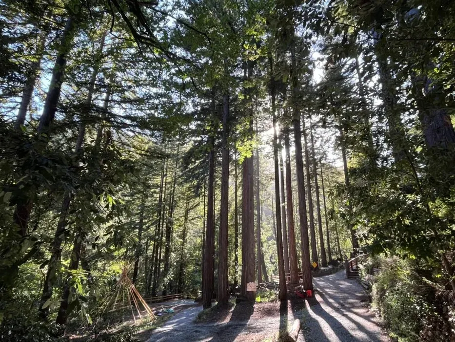 Aranya — Aranya is situated within the majestic redwood forests of the Santa Cruz Mountains, near Watsonville, California. This natural environment provides a tranquil and inspiring backdrop for introspection, healing, and reconnection with the earth. The atmosphere is one of peaceful immersion in nature.