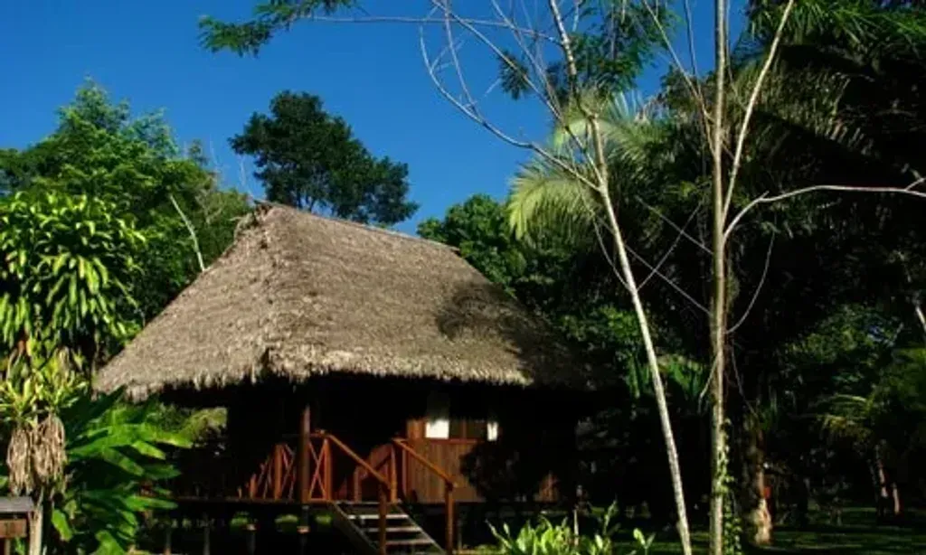 Ayahuasca Prajna