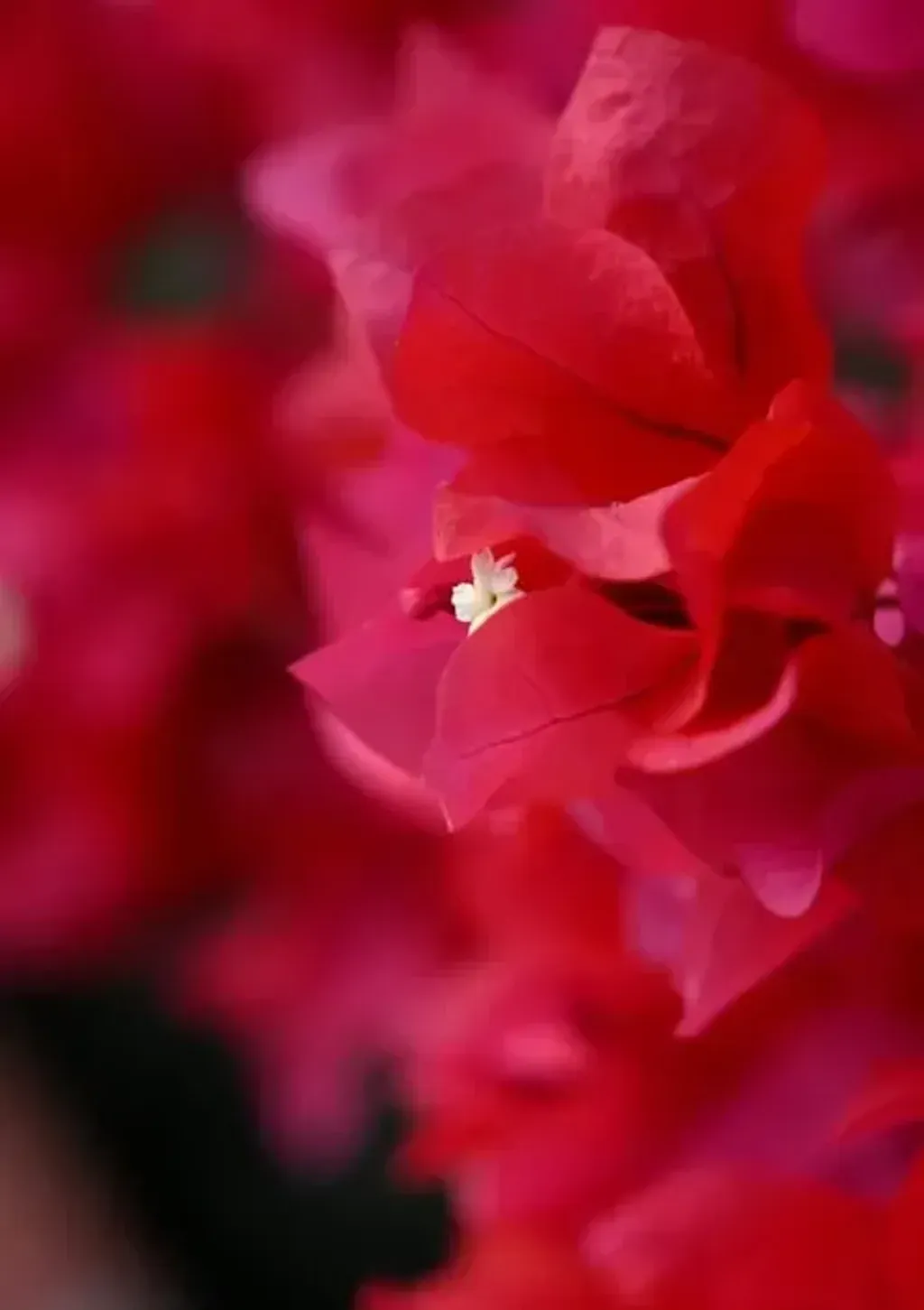 BLOOM