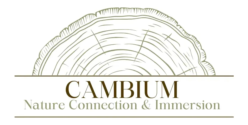 Cambium — set in Rockbridge, Ohio, the center provides a serene backdrop for introspection and connection. The natural surroundings are integral to the experience, encouraging guests to engage with the environment and find peace amidst scenic views.