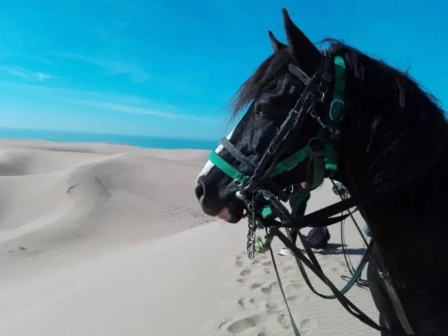 cheval agadir acienda