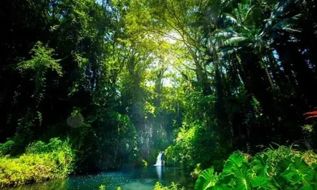 Dr. Sierra Sugrue — The center is situated on a spectacular and sacred site in Hilo, Hawaii, offering direct access to a spring-fed waterfall. The lush, natural surroundings provide a serene backdrop for healing and relaxation, immersing visitors in the island's vibrant ecosystem.