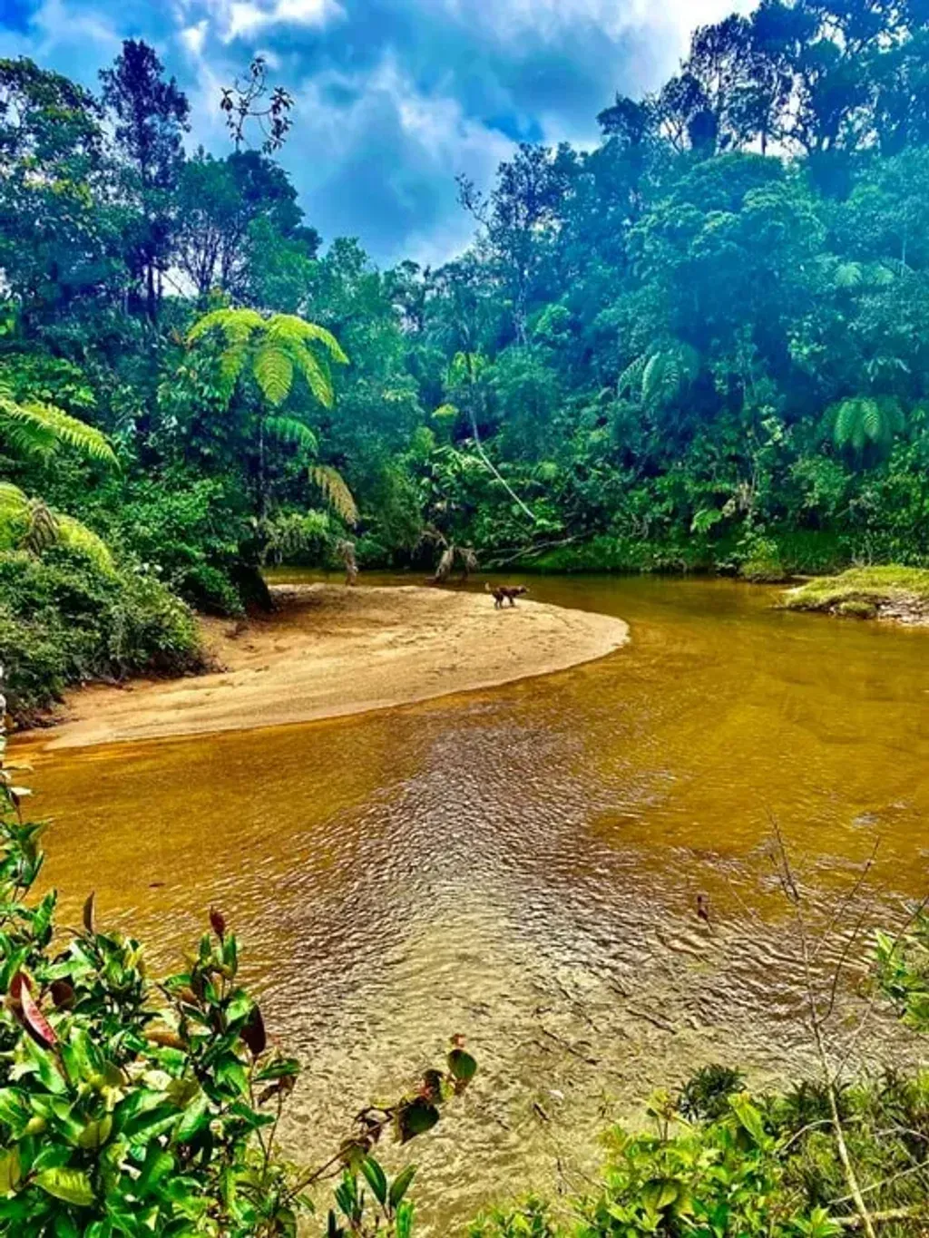 Eagle Condor Alliance - Ancestral Healing Center in Colombia