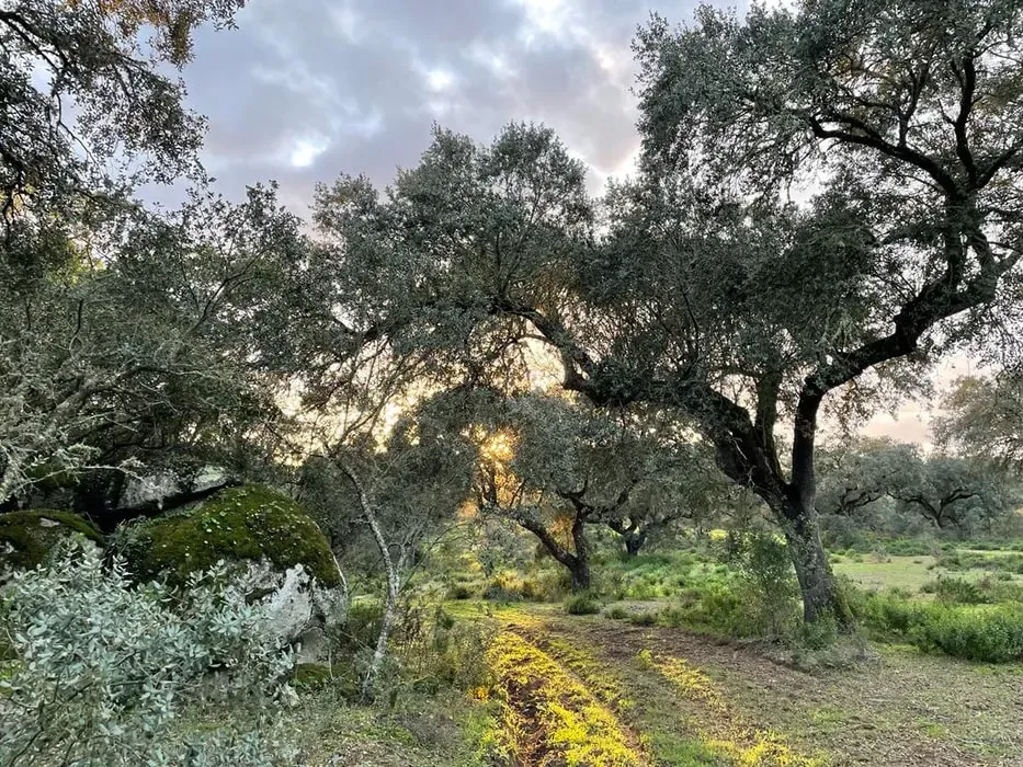 Global Performance Improvement — The retreat is set within the unique native forest of Herdade do Freixo do Meio, a landscape known as the Montado. This area offers a profound connection to nature and cultural heritage, providing a serene and secluded environment just a short drive from Montemor-o-Novo and an hour from Lisbon.
