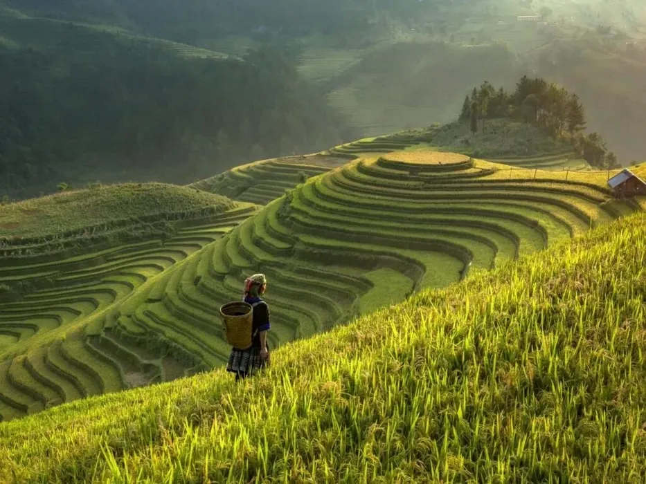 Gray Line Vietnam