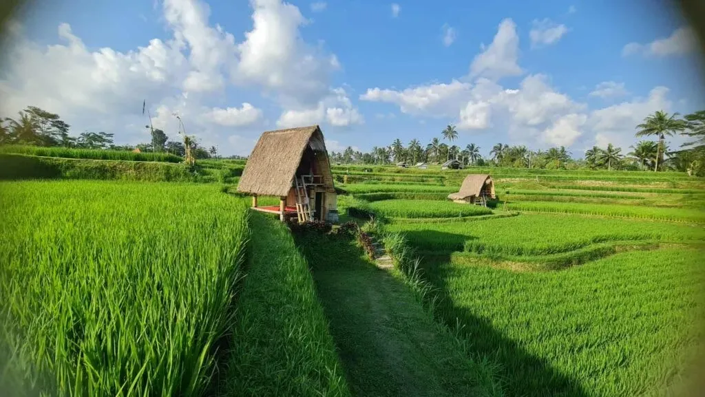 Hugo Milagre Catarro — set just 20 minutes from the famous Tegallalang terraces, this retreat is a lush and peaceful haven. It's surrounded by vibrant rice fields and the traditional village of Nyoman, offering a deep connection with the natural landscape. The atmosphere is one of tranquility, where the sounds of nature prevail and every moment feels grounded.