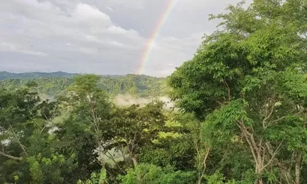 Iboga Wellness Center — The center is situated on a sprawling 5-acre property in the Southern zone of Costa Rica, surrounded by a vibrant natural landscape. Guests can immerse themselves in the tranquility of fruit trees, edible plants, and a flourishing garden, with a river flowing nearby and abundant wildlife and exotic birds adding to the serene atmosphere.
