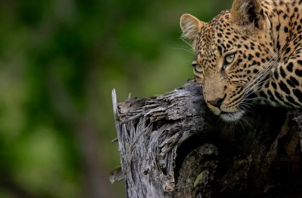 Immersed in Nature — set in the heart of the African wild, within a private Big 5 game reserve called the Timbavati, which is part of the Greater Kruger National Park. The venue is remote, with wild animals frequently seen just beyond the fenceline, offering an unparalleled sense of immersion in nature.
