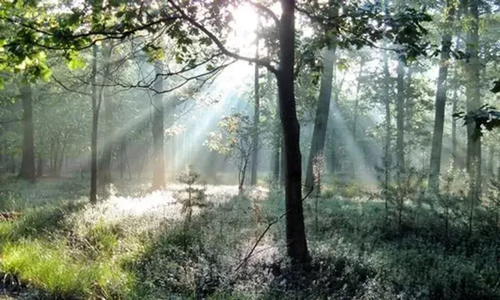 Inner Shift Institute — The institute is situated in Venlo, Netherlands, in a carefully chosen home designed with luxurious surroundings and amenities. The setting aims to blend comfort with nature, providing a serene backdrop for personal healing and rejuvenation.