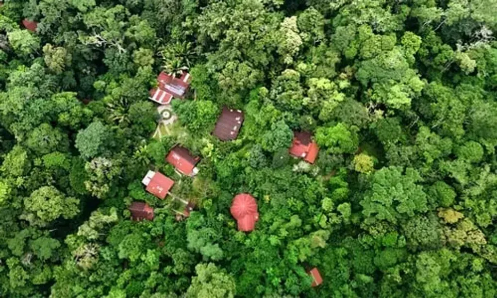 La Medicina — La Medicina is situated deep within the Peruvian Amazon Jungle, offering an immersive experience in a vibrant natural environment. The atmosphere is one of profound connection to nature and ancient traditions, providing a serene yet powerful backdrop for healing and self-discovery.