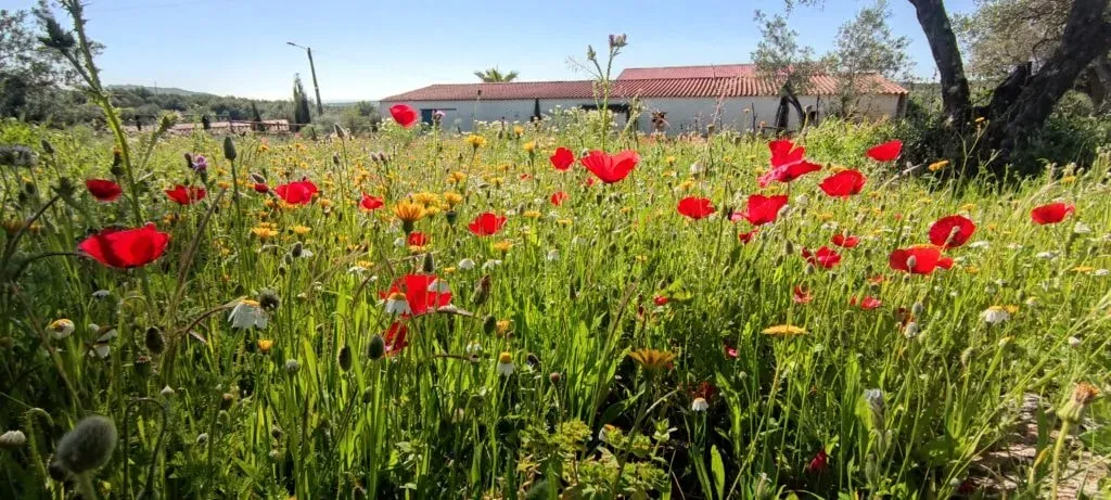 Labirinto Eclético — set in the Portuguese countryside near Elvas, the center provides a peaceful and natural environment. The rural setting encourages a sense of calm and disconnection from daily stresses, allowing guests to focus on their inner journey amidst tranquil surroundings.