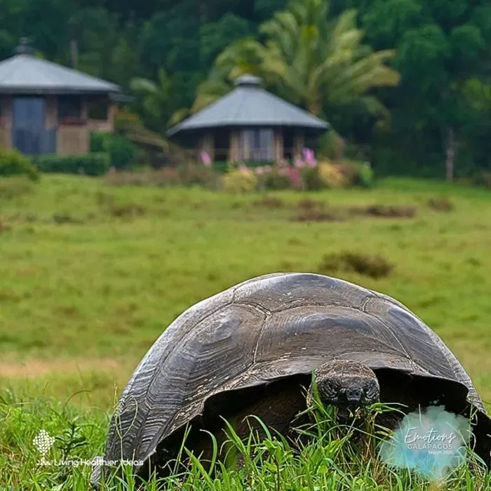 Living Healthier Ideas — The retreat is set in a tented safari camp within a wildlife sanctuary in the Santa Cruz highlands of the Galapagos. This unique location offers endless views, the constant serenade of local wildlife, and enchanting star-filled skies, providing a deeply immersive natural environment for reflection and healing.