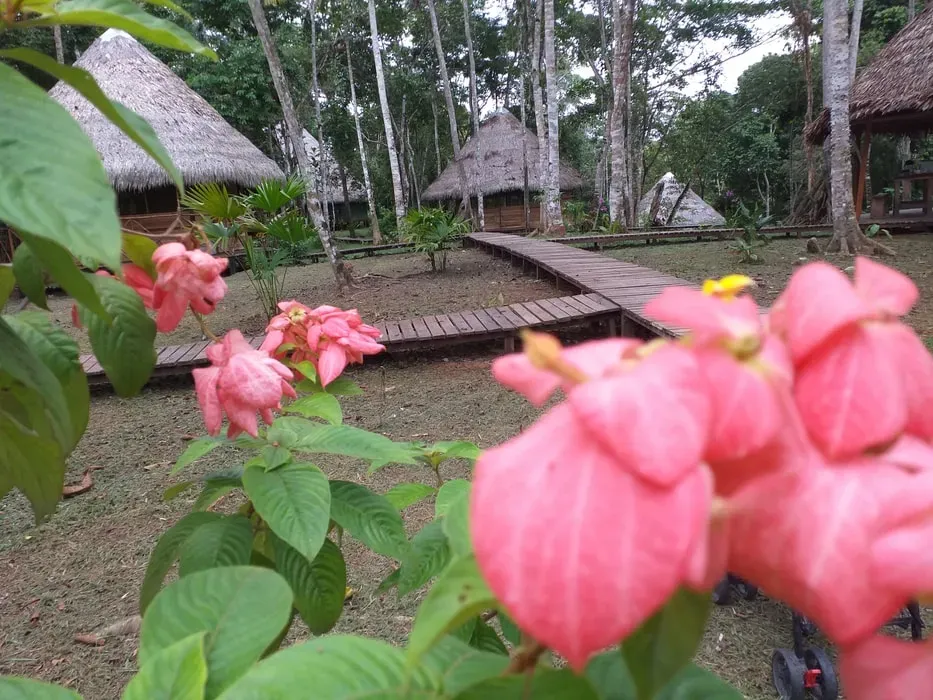 Lupuna Ayahuasca Healing Center — Lupuna Ayahuasca Healing Center is set directly in the Amazon jungle, offering an authentic and immersive experience. Despite its wild location, the center is designed for safety and comfort, with walkways ensuring easy navigation. The vibrant ecosystem means guests might spot blue morpho butterflies, adding to the serene and natural ambiance. It's a true jungle escape, yet conveniently accessible from Iquitos.