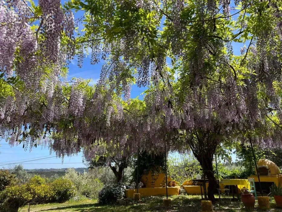 Monte Emitaj — set in Rosmaninhal, Portugal, Monte Emitaj provides a serene natural backdrop for introspection and healing. The environment is celebrated as an integral part of the retreat experience, encouraging a deep connection with the earth and its calming influence.