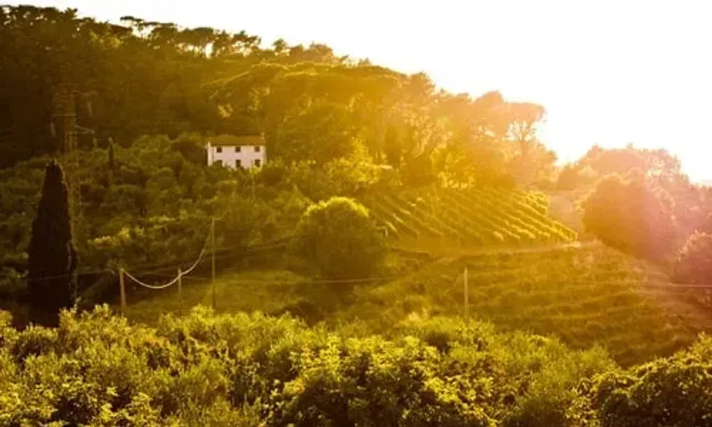Photography Retreats — Fattoria Di Camporomano is a historic residence set amidst the serene Tuscan countryside, specifically in Massarosa, near Lucca. You'll wake to birdsong, enjoy walks among centuries-old olive trees, and savor the tranquility of a working farm, far removed from urban noise.
