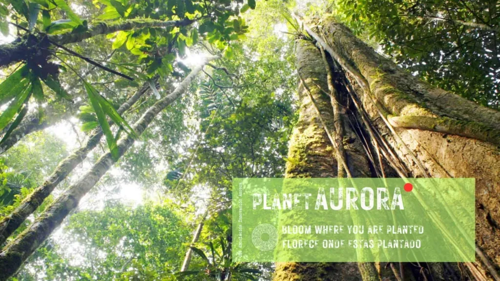 PlanetAurora — set within the vibrant Amazon rainforest near Pucallpa, the center provides an immersive natural environment. The atmosphere is designed to be sacred and supportive, fostering deep introspection and connection with the powerful energies of the jungle.
