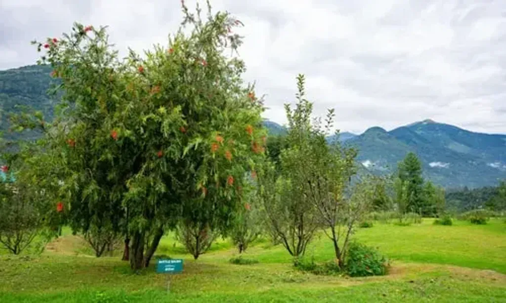 Rishi Bhumi — Rishi Bhumi is situated in the scenic Kullu region, amidst the majestic Himalayas. The location provides a serene and inspiring backdrop, encouraging a deep connection with nature and offering a tranquil atmosphere conducive to healing and personal growth.