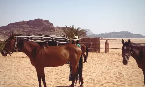 Sarah Nour Coaching & Retreats