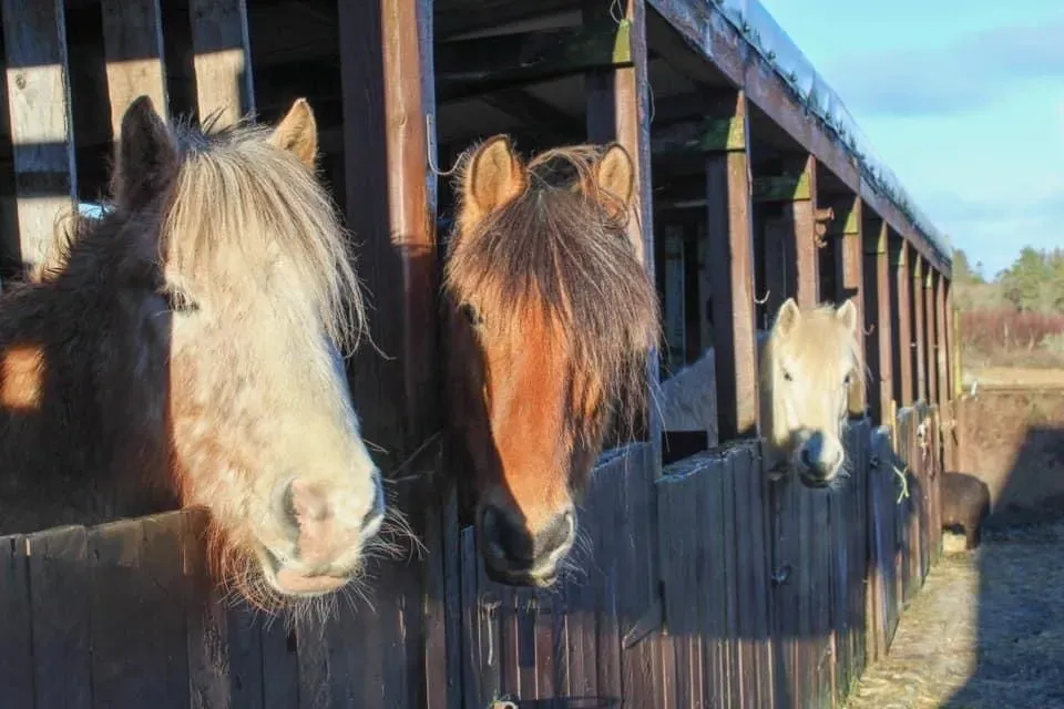 Skye Equine Retreats — Skye Equine Retreats is set in the quiet countryside of the Isle of Skye, approximately 12 miles from Portree. The small stables are situated in the West Highlands of Scotland, offering picturesque views overlooking Loch Snizort at Suladale. Much of the retreat work takes place outdoors, allowing guests to fully immerse themselves in the natural beauty of the Scottish landscape.