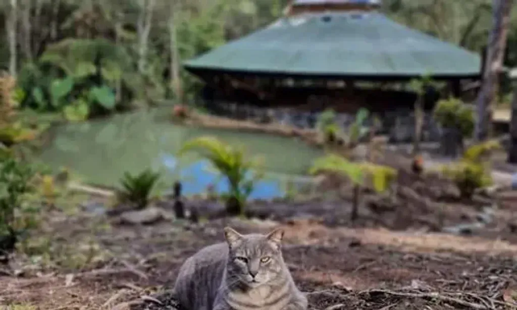 SoulDreamers — SoulDreamers is situated in Guarne, Colombia, within the Ambi Comunidad. The location promises breathtaking natural beauty, providing a serene backdrop for introspection and connection with local ecosystems and communities.