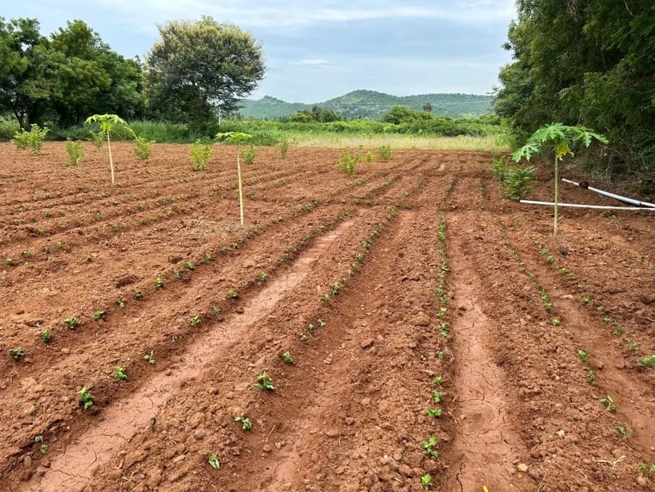 Spiritual Fitness Bootcamp @ Thiruvannamalai — Located at Awakening spark Farm Stay in Paliapttu Village, Tiruvannamalai, Tamil Nadu, India.