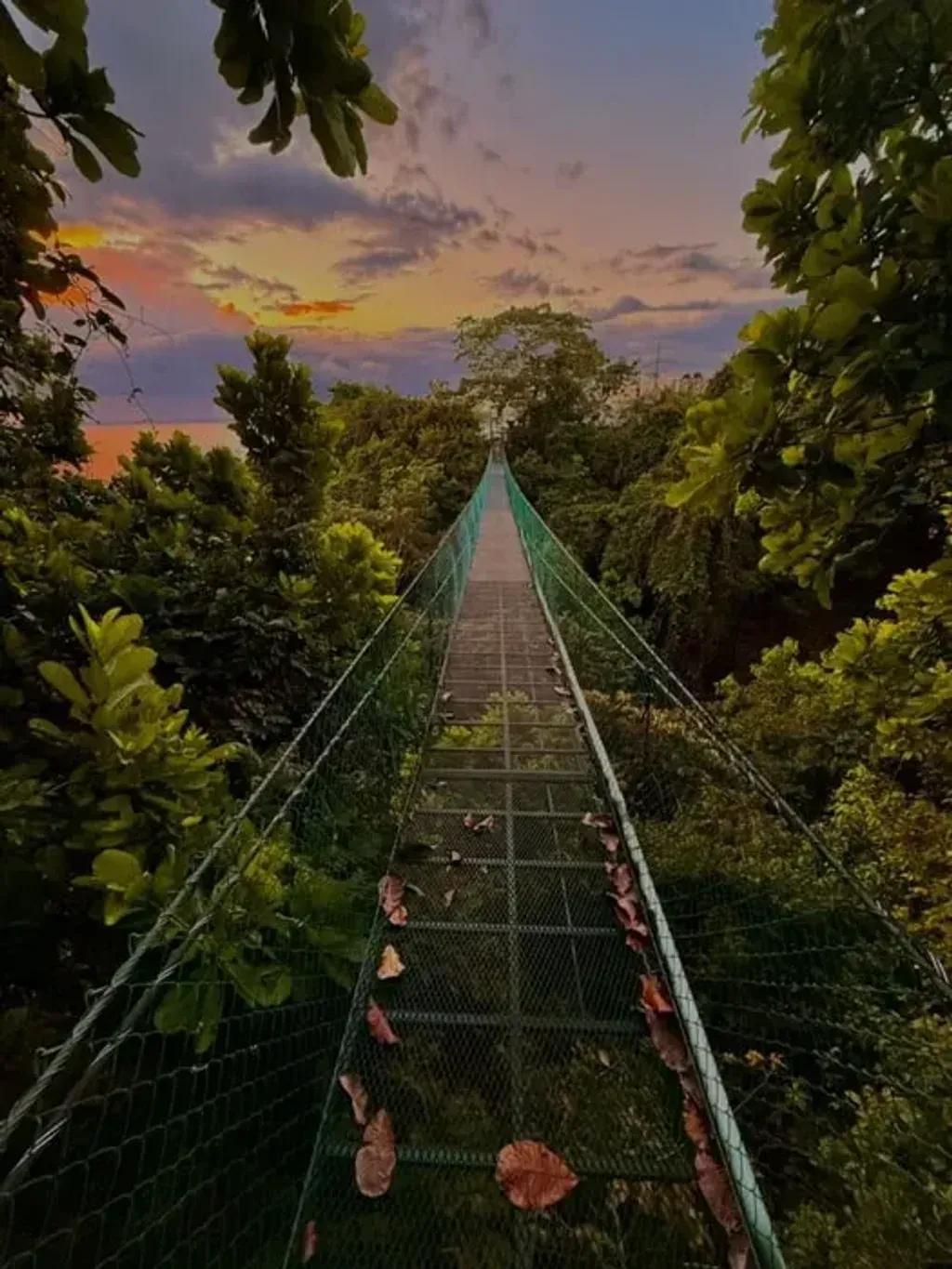 The Ascension Process — The retreat center is set deep within the Costa Rican jungle, providing an immersive natural environment. Lush greenery surrounds the open and airy yoga and meditation spaces, allowing for a profound connection to nature during practice. Soft natural light and the ambient sounds of the jungle create a peaceful atmosphere conducive to reflection and transformation.