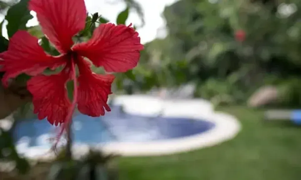 The Center of Connected Living- Fl — The center is situated in the lush, verdant landscapes of Costa Rica, offering a tranquil and naturally beautiful environment conducive to healing and introspection. The air is fresh, and the surroundings are vibrant, providing a peaceful backdrop for personal growth.