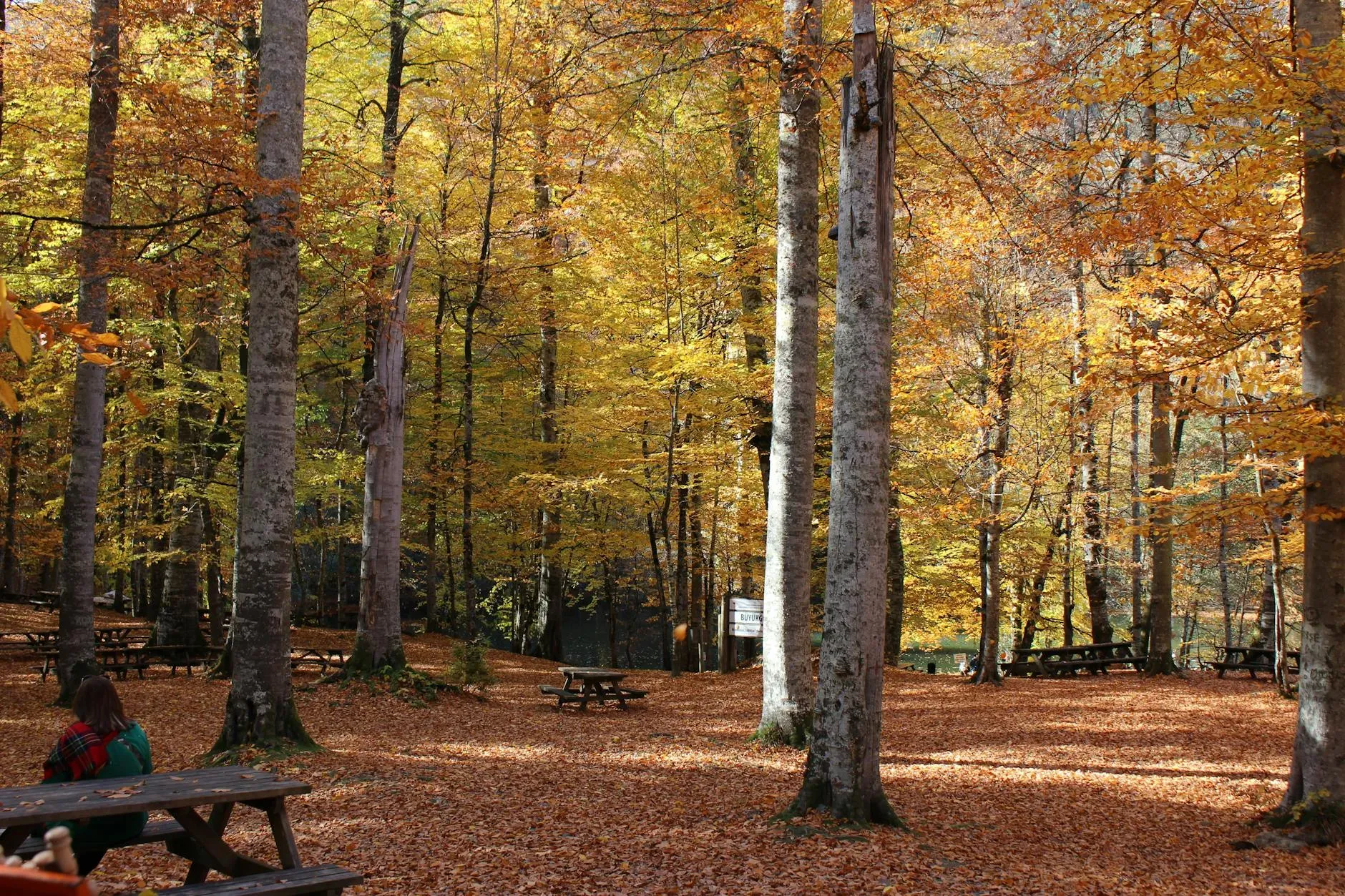 The Forest Therapy School — The Forest Therapy School utilizes various retreat centers across the U.S., each offering a distinct environment. While specific details vary by location, the venues are chosen to support a serene and immersive experience, ideal for forest bathing and meditation within natural surroundings.