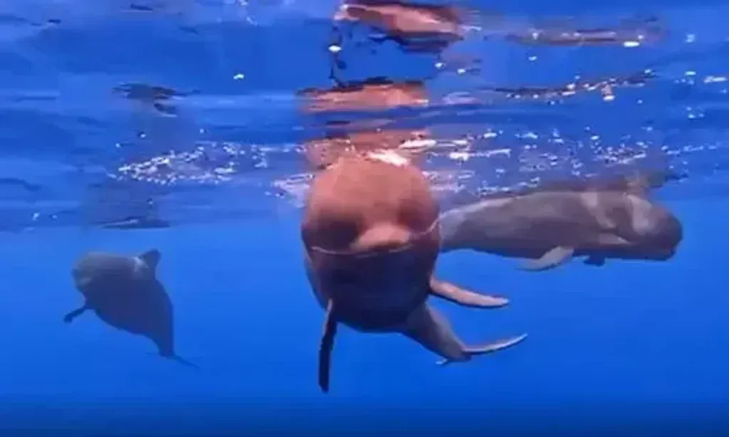 The Human-Cetacean Alliance — Machico, a charming town on the magical island of Madeira, provides a vibrant backdrop for these ocean-focused retreats. The island itself is known for its dramatic landscapes, lush vegetation, and, of course, its rich marine life. Being right next to the Cristiano Ronaldo International Airport means easy access, yet the focus remains on the expansive, healing power of the open sea.