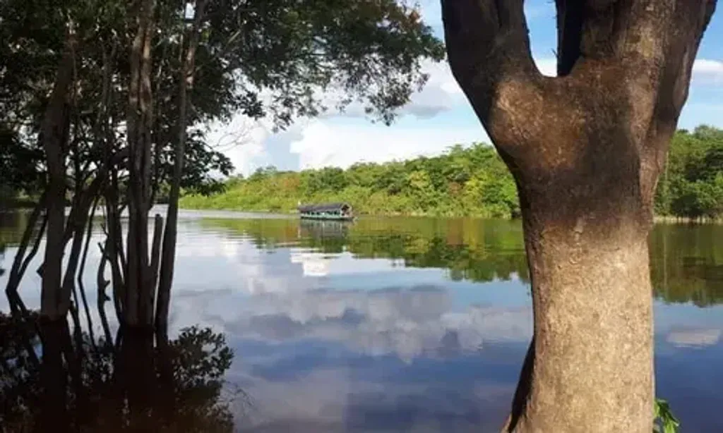 the otorongo retreat — The Otorongo Retreat is situated on an island less than an hour from Iquitos, accessible by a 20-minute private longboat ride upriver. The journey continues with a moto taxi and then either a newly carved path or a traditional jungle walk, immersing you in the vibrant Amazonian landscape. The center itself emerges on a hillside, a bright and safe beacon surrounded by the protective sounds of the jungle's flora and fauna.