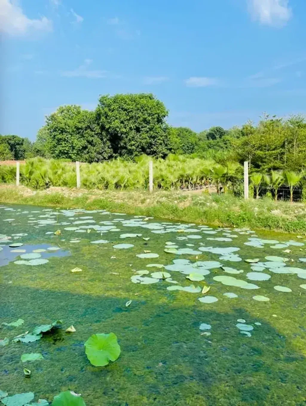 The Warrior's Awakening — The center is set within Aranya Orchids, a sprawling 25-acre mango farmland in Amroha, offering an authentic village stay experience. It's a peaceful escape from city life, providing a natural environment ideal for connecting with horticulture and the outdoors.