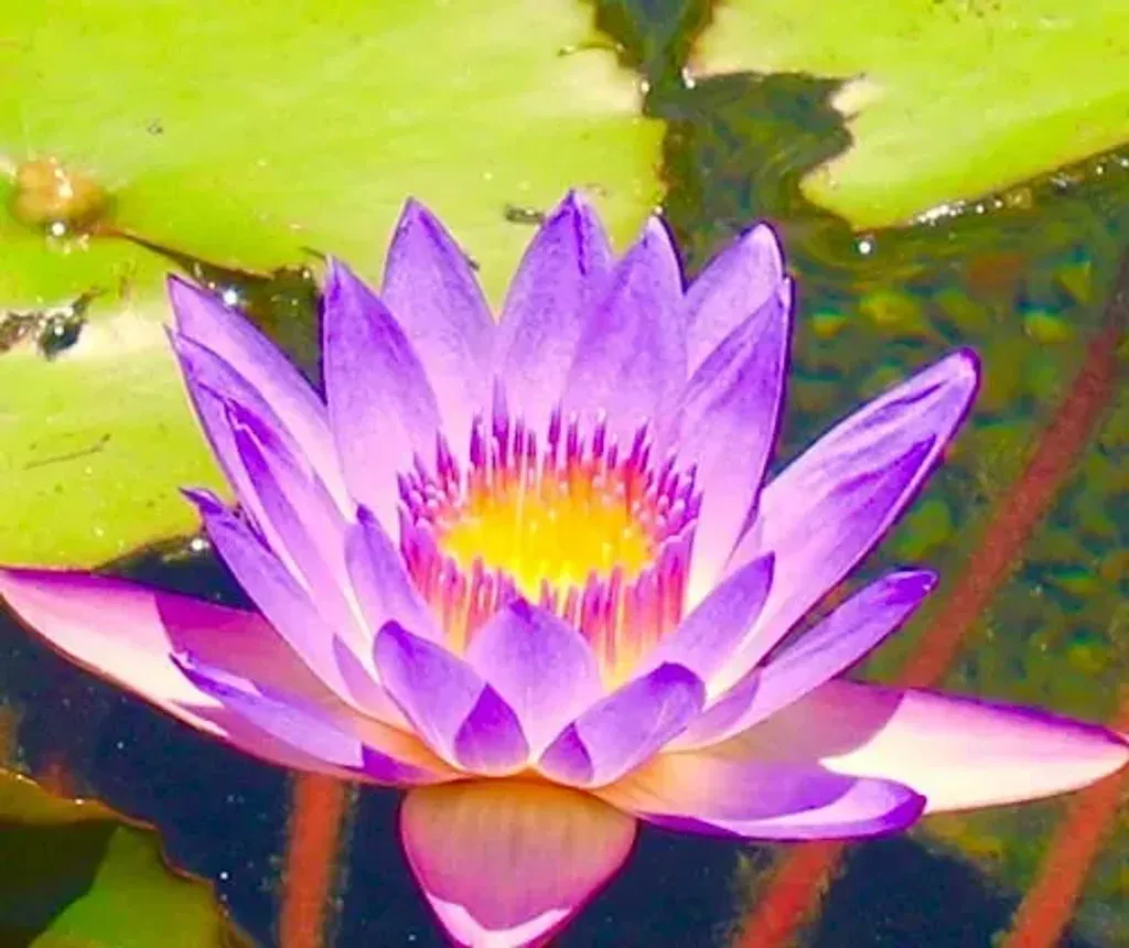 Thriving Lotus — The setting for Thriving Lotus retreats is dynamic, changing with each specific program. This allows for diverse environments that can cater to different retreat themes and experiences, ensuring each visit feels fresh and unique.