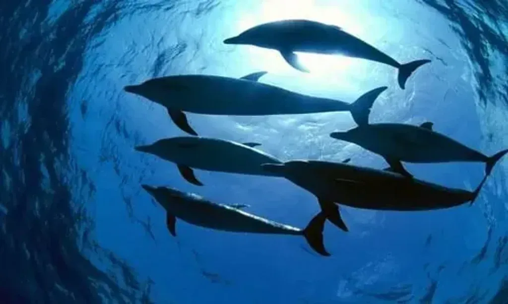 Traditional Mayan Schamanism — This retreat unfolds on Madeira Island, a special place in the middle of the Atlantic. The island's remarkable natural environment is integral to the healing journey, providing a serene and powerful backdrop for the practices. Expect lush landscapes and the calming presence of the ocean to support your experience.